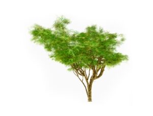 Babool tree