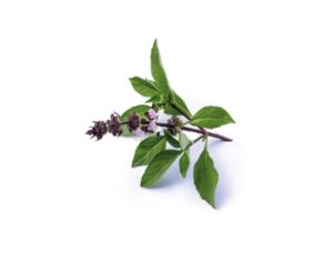 Tulsi