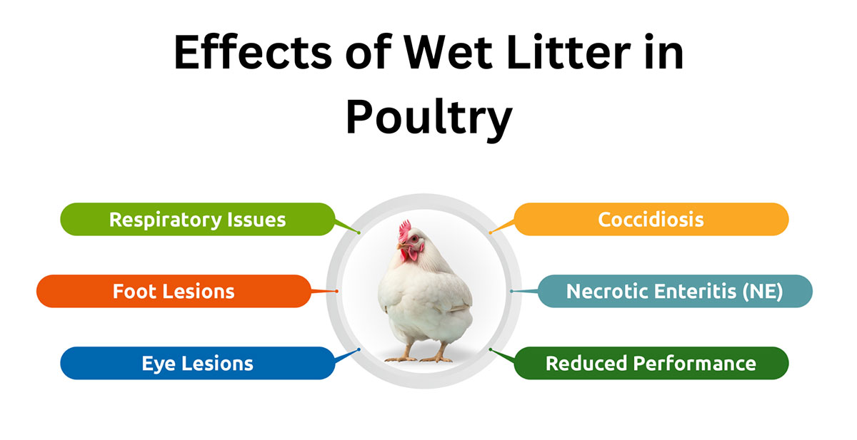 Effects of Wet Litter in Poultry