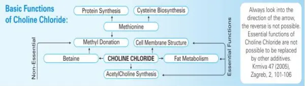 Choline Chloride