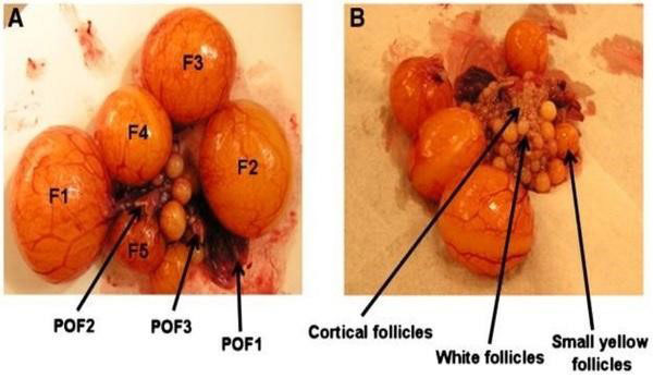 Follicle hierarchy POF1 POF2 POF3