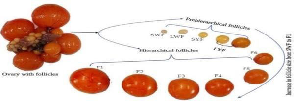 Folliculogenesis