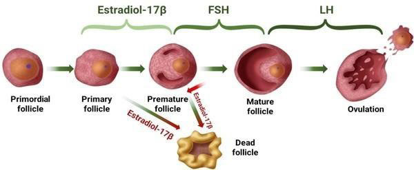 Hormonal regulation for follicle development