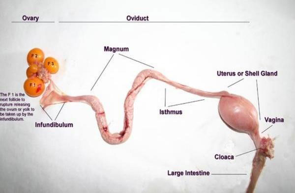 Reproductive tract of laying hen