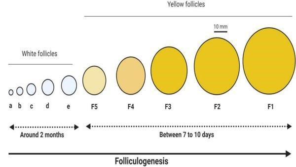 Sequence of Vitellogenesis