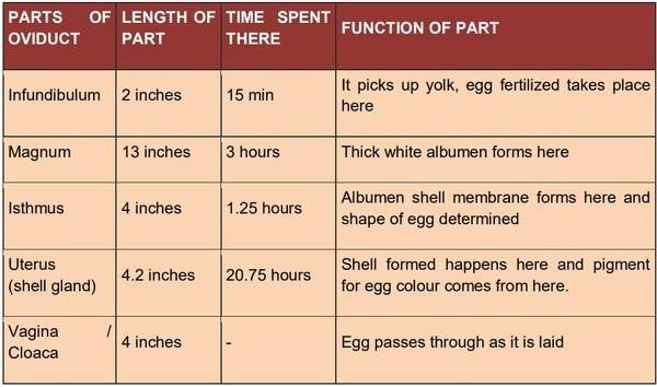 oviduct and their functions