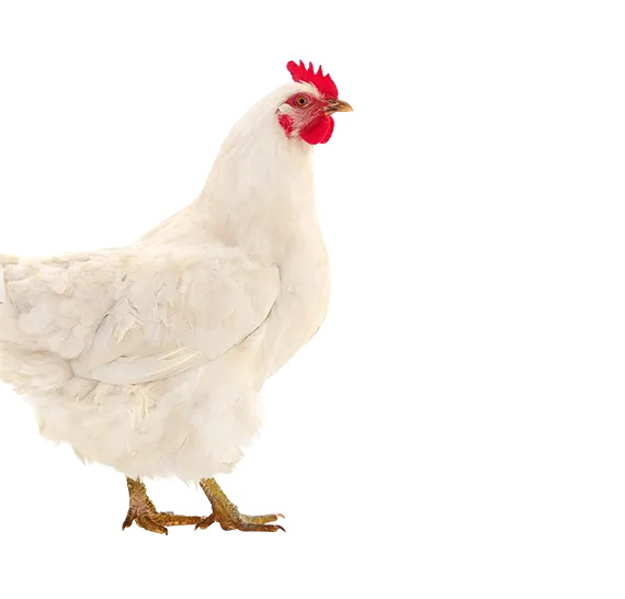 Hen2