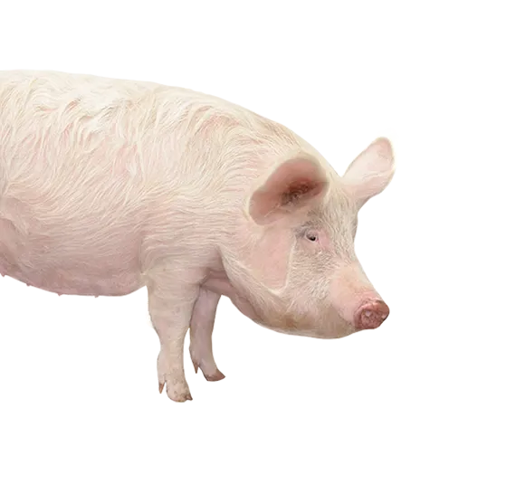 Swine