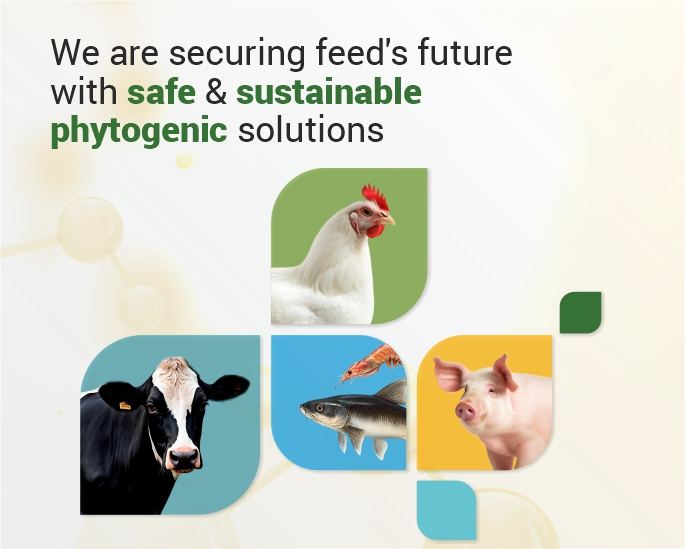 Web Banners July 548 x 684