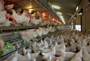 Choline in Animal Nutrition